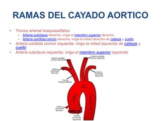 RAMAS DEL CAYADO AORTICO
• Tronco arterial braquiocefálico
– Arteria subclavia derecha: irriga el miembro superior derecho
– Arteria carótida común derecha: irriga la mitad derecha de cabeza y cuello
• Arteria carótida común izquierda: irriga la mitad izquierda de cabeza y
cuello
• Arteria subclavia izquierda: irriga el miembro superior izquierdo
 