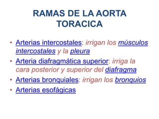 RAMAS DE LA AORTA
TORACICA
• Arterias intercostales: irrigan los músculos
intercostales y la pleura
• Arteria diafragmática superior: irriga la
cara posterior y superior del diafragma
• Arterias bronquiales: irrigan los bronquios
• Arterias esofágicas
 
