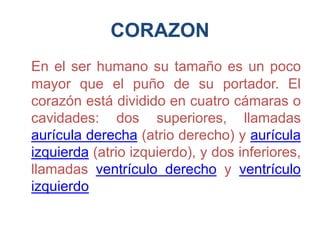 CORAZON
En el ser humano su tamaño es un poco
mayor que el puño de su portador. El
corazón está dividido en cuatro cámaras o
cavidades: dos superiores, llamadas
aurícula derecha (atrio derecho) y aurícula
izquierda (atrio izquierdo), y dos inferiores,
llamadas ventrículo derecho y ventrículo
izquierdo
 