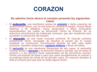 CORAZON
De adentro hacia afuera el corazón presenta las siguientes
capas:
• El endocardio, una membrana serosa de endotelio y tejido conectivo de
revestimiento interno, con la cual entra en contacto la sangre. Incluye fibras
elásticas y de colágeno, vasos sanguíneos y fibras musculares
especializadas, las cuales se denominan Fibras de Purkinje. En su
estructura encontramos las trabéculas carnosas, que dan resistencia para
aumentar la contracción del corazón.
• El miocardio, es una masa muscular contráctil. El músculo cardíaco
propiamente dicho; encargado de impulsar la sangre por el cuerpo
mediante su contracción. Encontramos también en esta capa tejido
conectivo, capilares sanguíneos, capilares linfáticos y fibras nerviosas.
• El pericardio es una membrana fibroserosa de dos capas, el pericardio
visceral seroso o epicardio y el pericardio fibroso o parietal, que envuelve al
corazón y a los grandes vasos separándolos de las estructuras vecinas.
Forma una especie de bolsa o saco que cubre completamente al corazón y
se prolonga hasta las raíces de los grandes vasos. En conjunto recubren a
todo el corazón para que este no tenga alguna lesión.
 