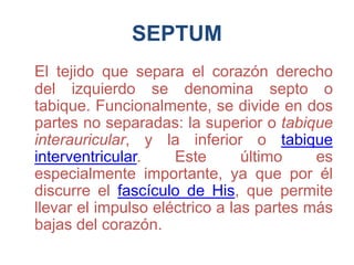 SEPTUM
El tejido que separa el corazón derecho
del izquierdo se denomina septo o
tabique. Funcionalmente, se divide en dos
partes no separadas: la superior o tabique
interauricular, y la inferior o tabique
interventricular. Este último es
especialmente importante, ya que por él
discurre el fascículo de His, que permite
llevar el impulso eléctrico a las partes más
bajas del corazón.
 