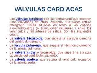 VALVULAS CARDIACAS
Las válvulas cardíacas son las estructuras que separan
unas cavidades de otras, evitando que exista reflujo
retrógrado. Están situadas en torno a los orificios
atrioventriculares (o aurículo-ventriculares) y entre los
ventrículos y las arterias de salida. Son las siguientes
cuatro:
• La válvula tricúspide, que separa la aurícula derecha
del ventrículo derecho.
• La válvula pulmonar, que separa el ventrículo derecho
de la arteria pulmonar.
• La válvula mitral o bicúspide, que separa la aurícula
izquierda del ventrículo izquierdo.
• La válvula aórtica, que separa el ventrículo izquierdo
de la arteria aorta.
 