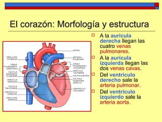El corazón: Morfología y estructura
 A la aurícula
derecha llegan las
cuatro venas
pulmonares.
 A la aurícula
izquierda llegan las
dos venas cavas.
 Del ventrículo
derecho sale la
arteria pulmonar.
 Del ventrículo
izquierdo sale la
arteria aorta.
 