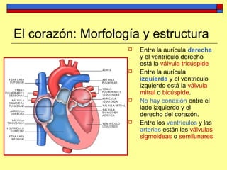 El corazón: Morfología y estructura
 Entre la aurícula derecha
y el ventrículo derecho
está la válvula tricúspide
 Entre la aurícula
izquierda y el ventrículo
izquierdo está la válvula
mitral o bicúspide.
 No hay conexión entre el
lado izquierdo y el
derecho del corazón.
 Entre los ventrículos y las
arterias están las válvulas
sigmoideas o semilunares
 
