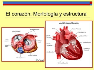 El corazón: Morfología y estructura
 