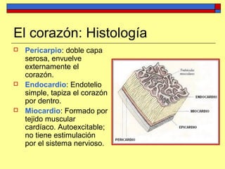 El corazón: Histología
 Pericarpio: doble capa
serosa, envuelve
externamente el
corazón.
 Endocardio: Endotelio
simple, tapiza el corazón
por dentro.
 Miocardio: Formado por
tejido muscular
cardíaco. Autoexcitable;
no tiene estimulación
por el sistema nervioso.
 
