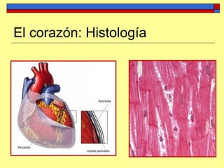 El corazón: Histología
 