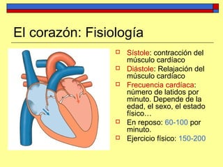 El corazón: Fisiología
 Sístole: contracción del
músculo cardíaco
 Diástole: Relajación del
músculo cardíaco
 Frecuencia cardíaca:
número de latidos por
minuto. Depende de la
edad, el sexo, el estado
físico…
 En reposo: 60-100 por
minuto.
 Ejercicio físico: 150-200
 