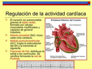 Regulación de la actividad cardíaca
 El corazón es autoexcitable
gracias al tejido nodal,
formado por células
musculares modificadas y
capaces de generar
impulsos.
 Nódulo sinoatrial (SA): Inicia
cada ciclo cardiaco.
 Nódulo auriculoventricular
(AV): Capta la estimulación
del SA y la transmite al
siguiente.
 Fascículo de His: distribuye la
señal a los ventrículos. Se
ramifica formando la red de
Purkinje.
 