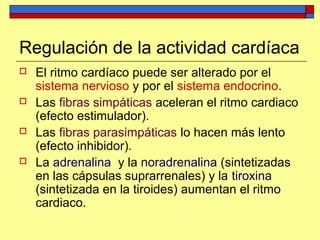  El ritmo cardíaco puede ser alterado por el
sistema nervioso y por el sistema endocrino.
 Las fibras simpáticas aceleran el ritmo cardiaco
(efecto estimulador).
 Las fibras parasimpáticas lo hacen más lento
(efecto inhibidor).
 La adrenalina y la noradrenalina (sintetizadas
en las cápsulas suprarrenales) y la tiroxina
(sintetizada en la tiroides) aumentan el ritmo
cardiaco.
Regulación de la actividad cardíaca
 