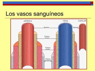 Los vasos sanguíneos
 