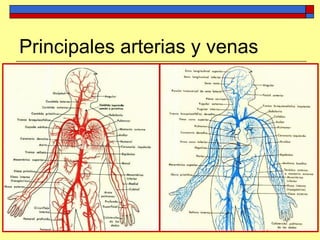 Principales arterias y venas
 
