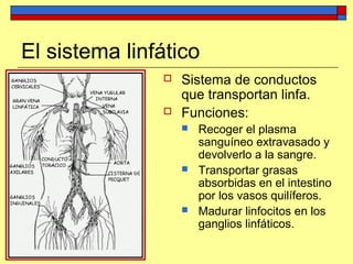 El sistema linfático
 Sistema de conductos
que transportan linfa.
 Funciones:
 Recoger el plasma
sanguíneo extravasado y
devolverlo a la sangre.
 Transportar grasas
absorbidas en el intestino
por los vasos quilíferos.
 Madurar linfocitos en los
ganglios linfáticos.
 