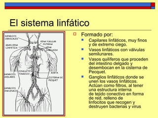 El sistema linfático
 Formado por:
 Capilares linfáticos, muy finos
y de extremo ciego.
 Vasos linfáticos con válvulas
semilunares.
 Vasos quilíferos que proceden
del intestino delgado y
desembocan en la cisterna de
Pecquet.
 Ganglios linfáticos donde se
unen los vasos linfáticos.
Actúan como filtros, al tener
una estructura interna
de tejido conectivo en forma
de red, relleno de
linfocitos que recogen y
destruyen bacterias y virus
 