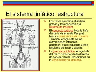 El sistema linfático: estructura
 Los vasos quilíferos absorben
grasas y las conducen a la
cisterna de Pecquet.
 El conducto torácico lleva la linfa
desde la cisterna de Pecquet
hasta la vena subclavia izquierda.
También recoge linfa de las
extremidades inferiores,
abdomen, brazo izquierdo y lado
izquierdo del tórax y cabeza.
 La gran vena linfática recoge linfa
del brazo derecho y lado derecho
de cabeza y tórax. Desemboca en
la vena subclavia derecha.
 