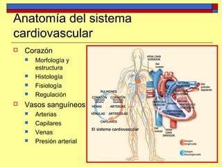 Anatomía del sistema
cardiovascular
 Corazón
 Morfología y
estructura
 Histología
 Fisiología
 Regulación
 Vasos sanguíneos
 Arterias
 Capilares
 Venas
 Presión arterial
 