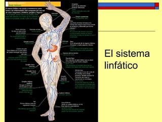 El sistema
linfático
 