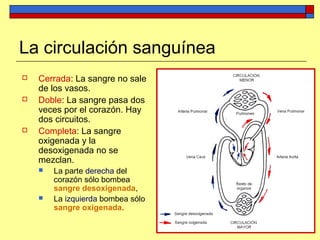 La circulación sanguínea
 Cerrada: La sangre no sale
de los vasos.
 Doble: La sangre pasa dos
veces por el corazón. Hay
dos circuitos.
 Completa: La sangre
oxigenada y la
desoxigenada no se
mezclan.
 La parte derecha del
corazón sólo bombea
sangre desoxigenada,
 La izquierda bombea sólo
sangre oxigenada.
 
