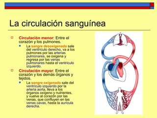 La circulación sanguínea
 Circulación menor: Entre el
corazón y los pulmones.
 La sangre desoxigenada sale
del ventrículo derecho, va a los
pulmones por las arterias
pulmonares, se oxigena y
regresa por las venas
pulmonares hasta el ventrículo
izquierdo.
 Circulación mayor: Entre el
corazón y los demás órganos y
tejidos.
 La sangre oxigenada sale del
ventrículo izquierdo por la
arteria aorta, lleva a los
órganos oxígeno y nutrientes,
y vuelve al corazón por las
venas, que confluyen en las
venas cavas, hasta la aurícula
derecha.
 