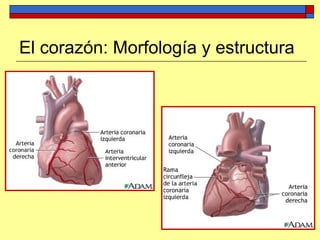El corazón: Morfología y estructura
 