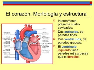 El corazón: Morfología y estructura
 Internamente
presenta cuatro
cavidades:
 Dos aurículas, de
paredes finas.
 Dos ventrículos, de
paredes gruesas.
 El ventrículo
izquierdo tiene
paredes más gruesas
que el derecho.
 