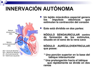 INNERVACIÓN AUTÓNOMA
 Un tejido miocárdico especial genera
los impulsos eléctricos que
estimulan la contracción del corazón
 Este está dividido en dos partes:
- NÓDULO SENOAURICULAR centro
de formación de los estímulos,
situado en el seno de la vena cava
- NÓDULO AURÍCULOVENTRICULAR
que posee:
* Una porción superior en la base del
tabique interauricular
* Una prolongación hacia el tabique
que rápidamente se divide en dos
ramas
 