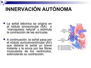 INNERVACIÓN AUTÓNOMA
 La señal eléctrica se origina en
el nódulo sinoauricular (SA) o
“marcapasos natural” y estimula
la contracción de las aurículas
 A continuación, la señal pasa por
el nódulo auriculoventricular (AV)
que detiene la señal un breve
instante y la envía por las fibras
musculares de los ventrículos,
estimulando su contracción.
 