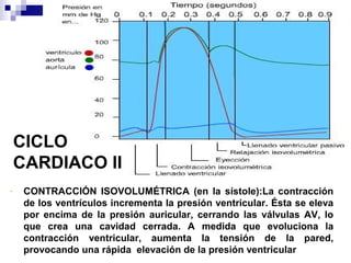 CICLO
CARDIACO II
- CONTRACCIÓN ISOVOLUMÉTRICA (en la sístole):La contracción
de los ventrículos incrementa la presión ventricular. Ésta se eleva
por encima de la presión auricular, cerrando las válvulas AV, lo
que crea una cavidad cerrada. A medida que evoluciona la
contracción ventricular, aumenta la tensión de la pared,
provocando una rápida elevación de la presión ventricular
 