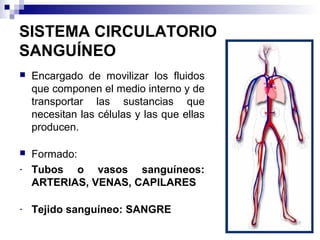SISTEMA CIRCULATORIO
SANGUÍNEO
 Encargado de movilizar los fluidos
que componen el medio interno y de
transportar las sustancias que
necesitan las células y las que ellas
producen.
 Formado:
- Tubos o vasos sanguíneos:
ARTERIAS, VENAS, CAPILARES
- Tejido sanguíneo: SANGRE
 