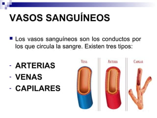 VASOS SANGUÍNEOS
 Los vasos sanguíneos son los conductos por
los que circula la sangre. Existen tres tipos:
- ARTERIAS
- VENAS
- CAPILARES
 