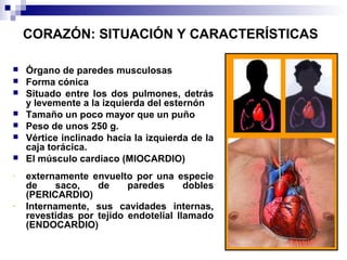 CORAZÓN: SITUACIÓN Y CARACTERÍSTICAS
 Órgano de paredes musculosas
 Forma cónica
 Situado entre los dos pulmones, detrás
y levemente a la izquierda del esternón
 Tamaño un poco mayor que un puño
 Peso de unos 250 g.
 Vértice inclinado hacia la izquierda de la
caja torácica.
 El músculo cardiaco (MIOCARDIO)
- externamente envuelto por una especie
de saco, de paredes dobles
(PERICARDIO)
- Internamente, sus cavidades internas,
revestidas por tejido endotelial llamado
(ENDOCARDIO)
 