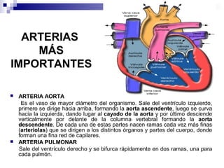 ARTERIAS
MÁS
IMPORTANTES
 ARTERIA AORTA
Es el vaso de mayor diámetro del organismo. Sale del ventrículo izquierdo,
primero se dirige hacia arriba, formando la aorta ascendente, luego se curva
hacia la izquierda, dando lugar al cayado de la aorta y por último desciende
verticalmente por delante de la columna vertebral formando la aorta
descendente. De cada una de estas partes nacen ramas cada vez más finas
(arteriolas) que se dirigen a los distintos órganos y partes del cuerpo, donde
forman una fina red de capilares.
 ARTERIA PULMONAR
Sale del ventrículo derecho y se bifurca rápidamente en dos ramas, una para
cada pulmón.
 