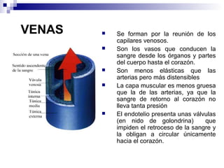 VENAS  Se forman por la reunión de los
capilares venosos.
 Son los vasos que conducen la
sangre desde los órganos y partes
del cuerpo hasta el corazón.
 Son menos elásticas que las
arterias pero más distensibles
 La capa muscular es menos gruesa
que la de las arterias, ya que la
sangre de retorno al corazón no
lleva tanta presión
 El endotelio presenta unas válvulas
(en nido de golondrina) que
impiden el retroceso de la sangre y
la obligan a circular únicamente
hacia el corazón.
 