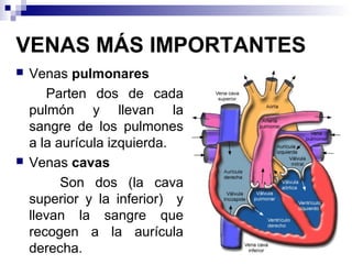 VENAS MÁS IMPORTANTES
 Venas pulmonares
Parten dos de cada
pulmón y llevan la
sangre de los pulmones
a la aurícula izquierda.
 Venas cavas
Son dos (la cava
superior y la inferior) y
llevan la sangre que
recogen a la aurícula
derecha.
 