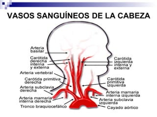 VASOS SANGUÍNEOS DE LA CABEZA
 
