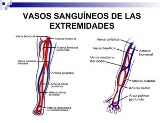 VASOS SANGUÍNEOS DE LAS
EXTREMIDADES
 
