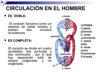 CIRCULACIÓN EN EL HOMBRE
 ES DOBLE:
El corazón funciona como un
sistema de doble bomba y
existen dos circuitos
circulatorios
 ES COMPLETA:
El corazón se divide en cuatro
cavidades: dos aurículas y
dos ventrículos , por lo que
hay separación total de
sangre oxigenada y no
oxigenada.
 