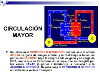 CIRCULACIÓN
MAYOR
 Se inicia en el VENTRÍCULO IZQUIERDO del que sale la arteria
AORTA cargada de sangre arterial y la distribuye a todas las
partes del CUERPO. Aquí la sangre cede oxígeno y se carga de
CO2, con lo que se transforma en venosa, que es recogida por
las venas CAVAS (superior e inferior) y la devuelven a la
AURÍCULA DERECHA. De ésta pasa al VENTRÍCULO DERECHO
a través de la válvula tricúspide
 