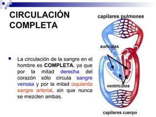 CIRCULACIÓN
COMPLETA
 La circulación de la sangre en el
hombre es COMPLETA, ya que
por la mitad derecha del
corazón sólo circula sangre
venosa y por la mitad izquierda
sangre arterial, sin que nunca
se mezclen ambas.
 