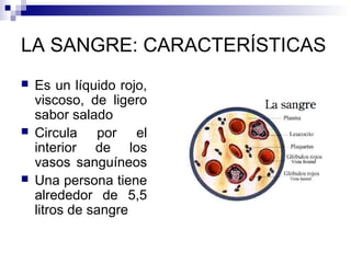LA SANGRE: CARACTERÍSTICAS
 Es un líquido rojo,
viscoso, de ligero
sabor salado
 Circula por el
interior de los
vasos sanguíneos
 Una persona tiene
alrededor de 5,5
litros de sangre
 
