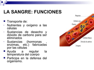 LA SANGRE: FUNCIONES
 Transporte de:
- Nutrientes y oxígeno a las
células
- Sustancias de desecho y
dióxido de carbono para ser
eliminados
- Sustancias (hormonas ,
enzimas, etc.) fabricadas
por las células
 Ayuda a regular la
temperatura del cuerpo
 Participa en la defensa del
organismo.
 