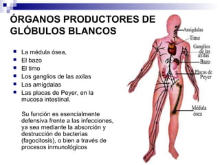 ÓRGANOS PRODUCTORES DE
GLÓBULOS BLANCOS
 La médula ósea,
 El bazo
 El timo
 Los ganglios de las axilas
 Las amígdalas
 Las placas de Peyer, en la
mucosa intestinal.
Su función es esencialmente
defensiva frente a las infecciones,
ya sea mediante la absorción y
destrucción de bacterias
(fagocitosis), o bien a través de
procesos inmunológicos
 