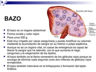 BAZO
 El bazo es un órgano abdominal
 Forma ovoide y color rojizo
 Pesa unos 200 g.
 Está muy irrigado por vasos sanguíneos y puede modificar su volumen
mediante la acumulación de sangre en su interior o pulpa esplénica.
 Aunque no es un órgano vital, en casos de emergencia es capaz de
liberar la sangre que ha retenido, con lo que aumenta el riego
sanguíneo y la oxigenación de los tejidos.
 Al bazo también se le llama cementerio de los glóbulos rojos porque se
encarga de eliminar cada segundo unos dos millones de glóbulos rojos
envejecidos.
 El bazo también interviene en la linfopoyesis o formación del tejido
linfático.
 