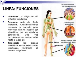 LINFA: FUNCIONES
 Defensiva a cargo de los
linfocitos circulantes
 Recupera parte del fluido
intersticial. Fundamentalmente
proteínas de elevado peso
molecular que no pueden ser
absorbidas por los capilares
sanguíneos. Una vez
recuperadas son transportadas
hasta el la sangre
 Transporte las grasas
absorbidas en las vellosidades
intestinales llevándola al
torrente sanguíneo
 