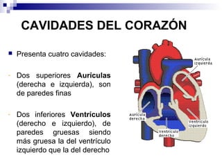 CAVIDADES DEL CORAZÓN
 Presenta cuatro cavidades:
- Dos superiores Aurículas
(derecha e izquierda), son
de paredes finas
- Dos inferiores Ventrículos
(derecho e izquierdo), de
paredes gruesas siendo
más gruesa la del ventrículo
izquierdo que la del derecho
 