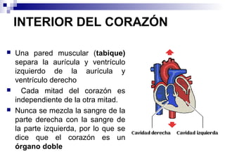 INTERIOR DEL CORAZÓN
 Una pared muscular (tabique)
separa la aurícula y ventrículo
izquierdo de la aurícula y
ventrículo derecho
 Cada mitad del corazón es
independiente de la otra mitad.
 Nunca se mezcla la sangre de la
parte derecha con la sangre de
la parte izquierda, por lo que se
dice que el corazón es un
órgano doble
 