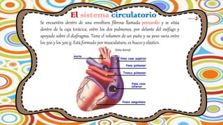 El sistema circulatorio
Se encuentra dentro de una envoltura fibrosa llamada pericardio y se sitúa
dentro de la caja torácica, entre los dos pulmones, por delante del esófago y
apoyado sobre el diafragma. Tiene el volumen de un puño y su peso varia entre
los 300 y los 500 g. Está formado por musculatura, es hueco y elástico.
Vista dorsal
 