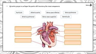 •
Aurícula Arteria aorta Vena cava inferior Vena pulmonar
Arteria pulmonar Vena cava superior Ventrículo
 