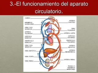 3.-El funcionamiento del aparato
circulatorio.
 