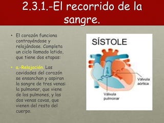 2.3.1.-El recorrido de la
sangre.
• El corazón funciona
contrayéndose y
relajándose. Completa
un ciclo llamado latido,
que tiene dos etapas:
• a.-Relajación. Las
cavidades del corazón
se ensanchan y aspiran
la sangre de tres venas:
la pulmonar, que viene
de los pulmones, y las
dos venas cavas, que
vienen del resto del
cuerpo.
 